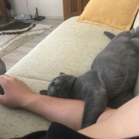 British Shorthair, Kedi  Gölge fotoğrafı