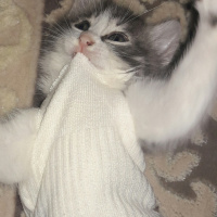 American Curl, Kedi  Pamuk fotoğrafı