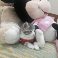 American Curl, Kedi  Pamuk fotoğrafı