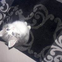 American Curl, Kedi  Pamuk fotoğrafı