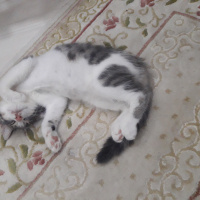 American Curl, Kedi  Pamuk fotoğrafı