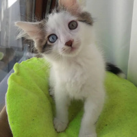 American Curl, Kedi  Pamuk fotoğrafı