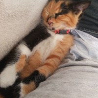 Tekir Kedi, Kedi  Karamel fotoğrafı