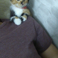 Tekir Kedi, Kedi  Karamel fotoğrafı