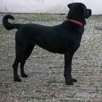 Labrador Retriever, Köpek  Şerif fotoğrafı