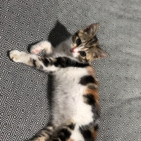 Tekir Kedi, Kedi  Mars fotoğrafı