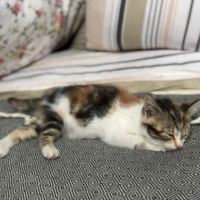 Tekir Kedi, Kedi  Mars fotoğrafı