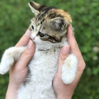 Tekir Kedi, Kedi  Mars fotoğrafı
