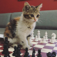 Tekir Kedi, Kedi  Mars fotoğrafı