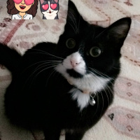 Tuxedo (Smokin) Kedi, Kedi  Sufle fotoğrafı