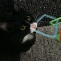 Tuxedo (Smokin) Kedi, Kedi  Sufle fotoğrafı