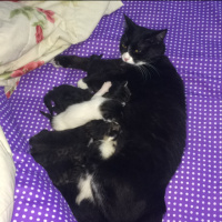 Tuxedo (Smokin) Kedi, Kedi  Sufle fotoğrafı
