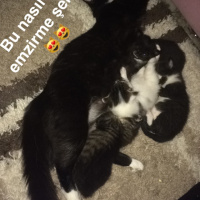 Tuxedo (Smokin) Kedi, Kedi  Sufle fotoğrafı