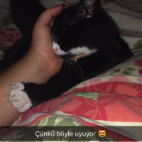 Tuxedo (Smokin) Kedi, Kedi  Sufle fotoğrafı