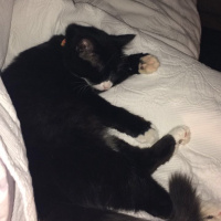 Tuxedo (Smokin) Kedi, Kedi  Sufle fotoğrafı