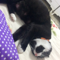 Tuxedo (Smokin) Kedi, Kedi  Sufle fotoğrafı