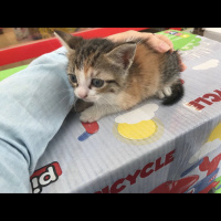 Tekir Kedi, Kedi  Hira fotoğrafı