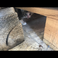 Tekir Kedi, Kedi  Hira fotoğrafı