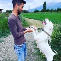 Dogo Arjantin, Köpek  Dobiş fotoğrafı