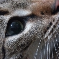 Egyptian Maular, Kedi  İsmet fotoğrafı