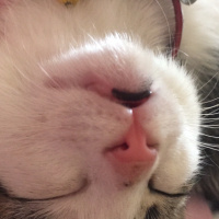 Tekir Kedi, Kedi  Malinka fotoğrafı