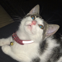 Tekir Kedi, Kedi  Malinka fotoğrafı