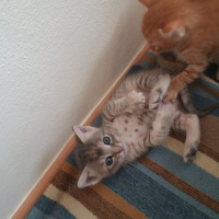 Tekir Kedi, Kedi  Isimleri yok fotoğrafı