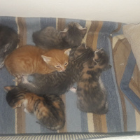 Tekir Kedi, Kedi  Isimleri yok fotoğrafı