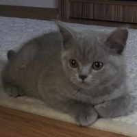 British Shorthair, Kedi  Maya fotoğrafı