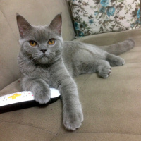 British Shorthair, Kedi  Maya fotoğrafı