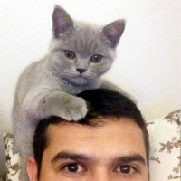 British Shorthair, Kedi  Maya fotoğrafı