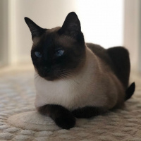 Siyam Kedisi, Kedi  Duman fotoğrafı
