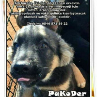 Alman Kısa Tüylü Pointer, Köpek  Mia fotoğrafı