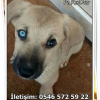 Alman Kısa Tüylü Pointer, Köpek  Mia fotoğrafı