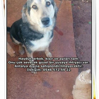 Alman Kısa Tüylü Pointer, Köpek  Mia fotoğrafı
