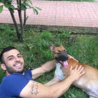 Amerikan Pitbull Terrier, Köpek  Zeina fotoğrafı