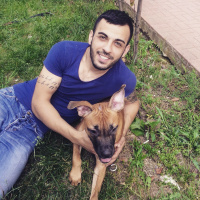 Amerikan Pitbull Terrier, Köpek  Zeina fotoğrafı