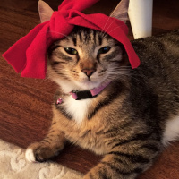 Tekir Kedi, Kedi  Mırmırsu fotoğrafı