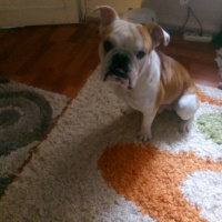 Fransız Bulldog, Köpek  Pablo fotoğrafı