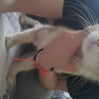 İran Kedisi (Persian), Kedi  Latte fotoğrafı