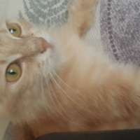 İran Kedisi (Persian), Kedi  Latte fotoğrafı