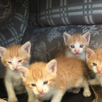 Tekir Kedi, Kedi  Dost fotoğrafı