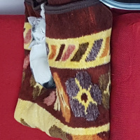 Tekir Kedi, Kedi  Piti fotoğrafı