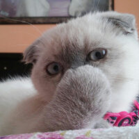 Scottish Fold, Kedi  Miu fotoğrafı