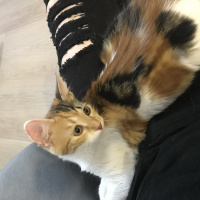 Tekir Kedi, Kedi  Çilek fotoğrafı