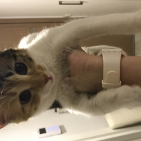 Tekir Kedi, Kedi  Çilek fotoğrafı