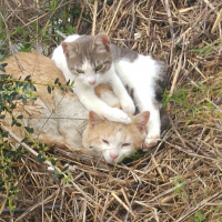 Tekir Kedi, Kedi  minoş-ares fotoğrafı