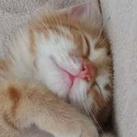 Tekir Kedi, Kedi  Mısır eros fotoğrafı