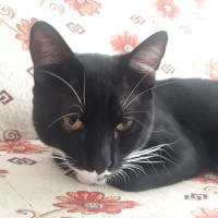 Tuxedo (Smokin) Kedi, Kedi  Pasa fotoğrafı