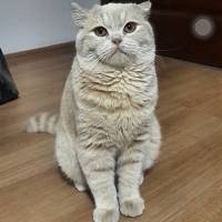 British Shorthair, Kedi  ÇAKIL fotoğrafı